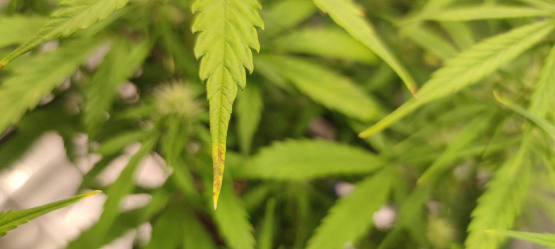 Lemon cherry Cookies Auto. Week 4