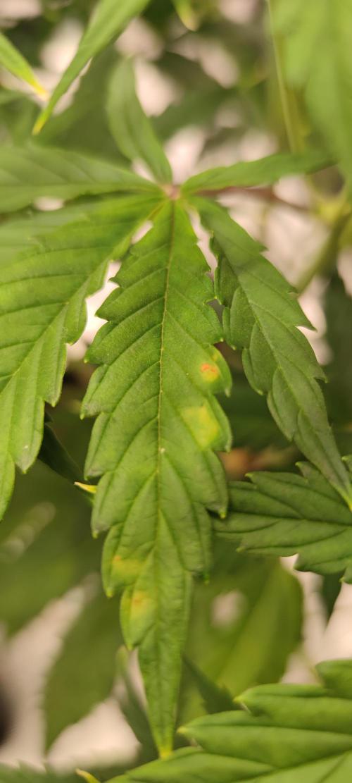 Lemon cherry Cookies Auto. Week 4