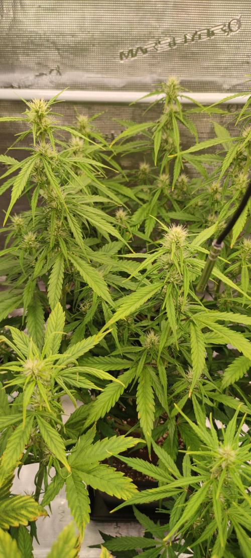 Lemon cherry Cookies Auto. Week 4