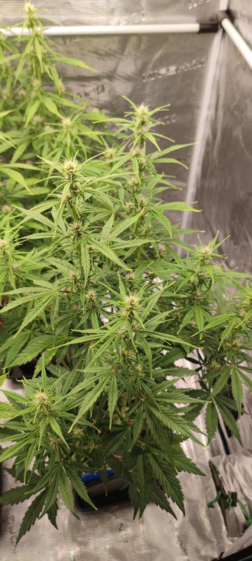 Lemon cherry Cookies Auto. Week 4