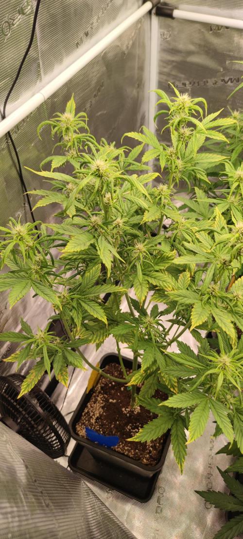 Lemon cherry Cookies Auto. Week 4