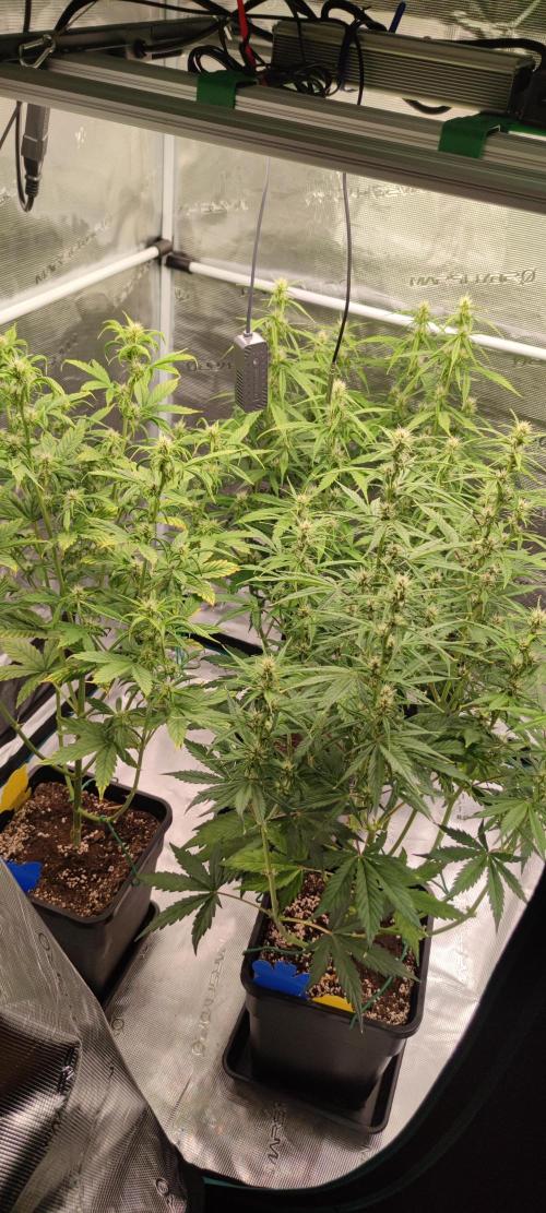 Lemon cherry Cookies Auto. Week 4