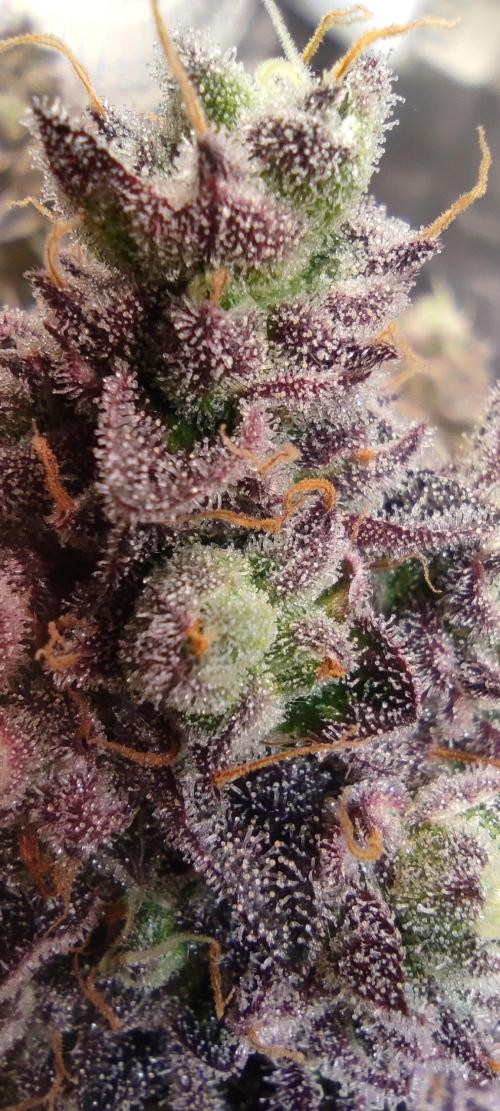 Penut Butter Cookies Photo Testgrow. Week 9