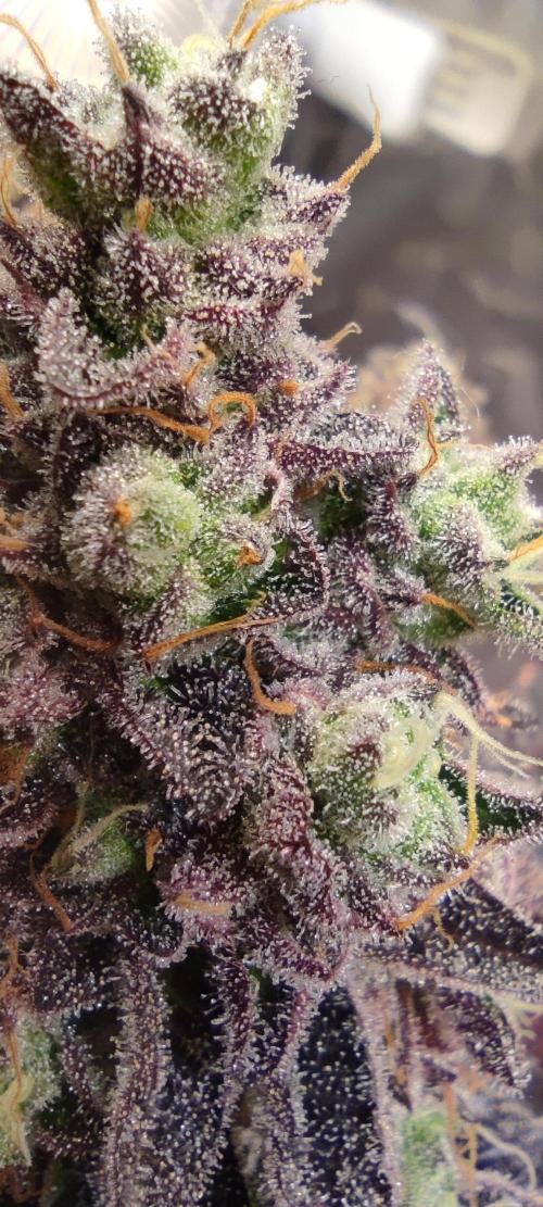 Penut Butter Cookies Photo Testgrow. Week 9