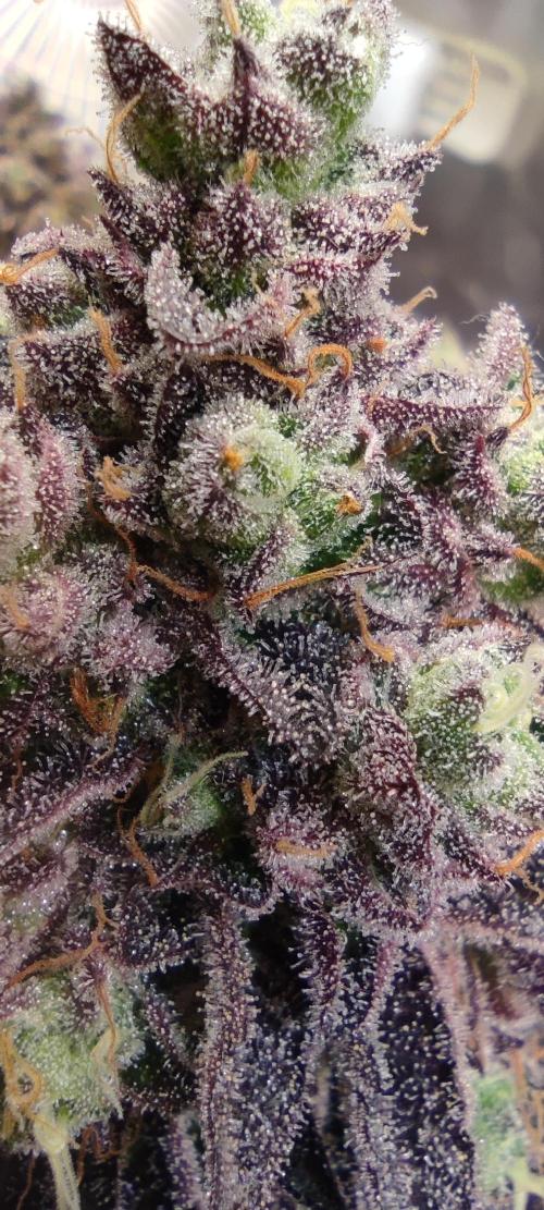 Penut Butter Cookies Photo Testgrow. Week 9