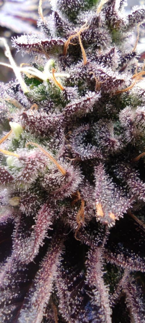 Penut Butter Cookies Photo Testgrow. Week 9