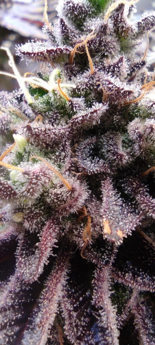 Penut Butter Cookies Photo Testgrow. Week 9