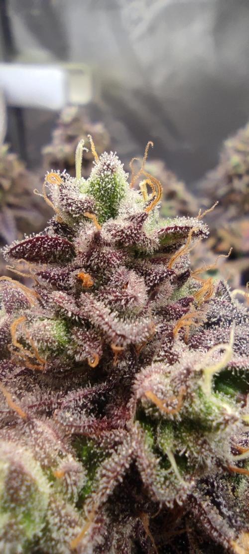 Penut Butter Cookies Photo Testgrow. Week 9