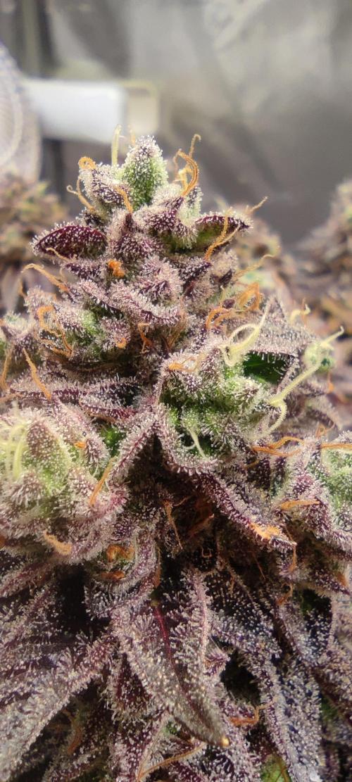 Penut Butter Cookies Photo Testgrow. Week 9