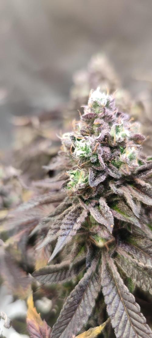 Penut Butter Cookies Photo Testgrow. Week 9