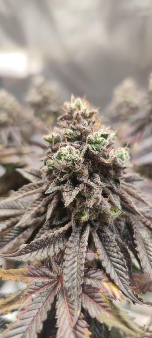 Penut Butter Cookies Photo Testgrow. Week 9