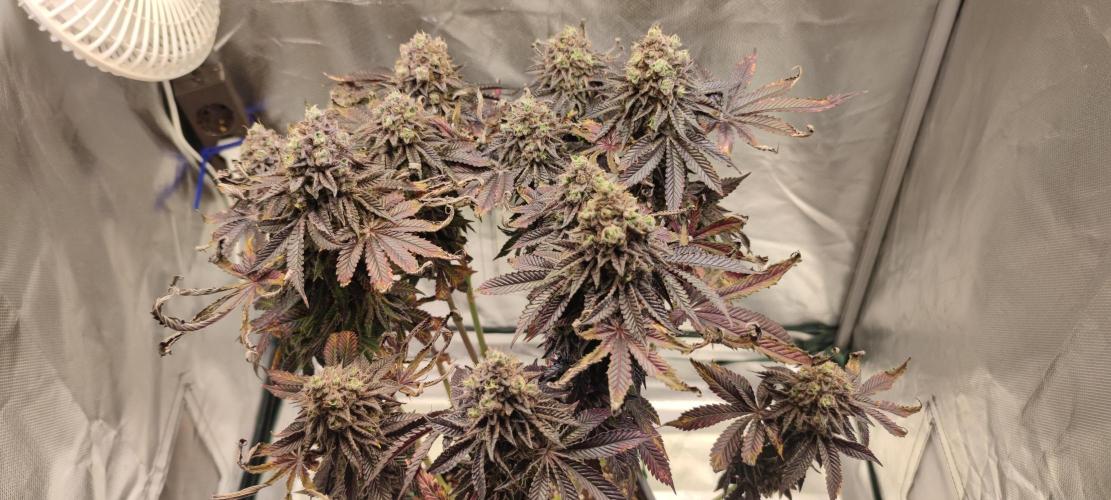 Penut Butter Cookies Photo Testgrow. Week 9