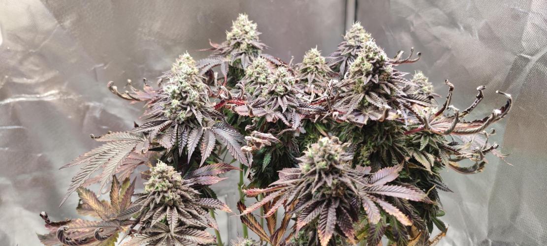 Penut Butter Cookies Photo Testgrow. Week 9