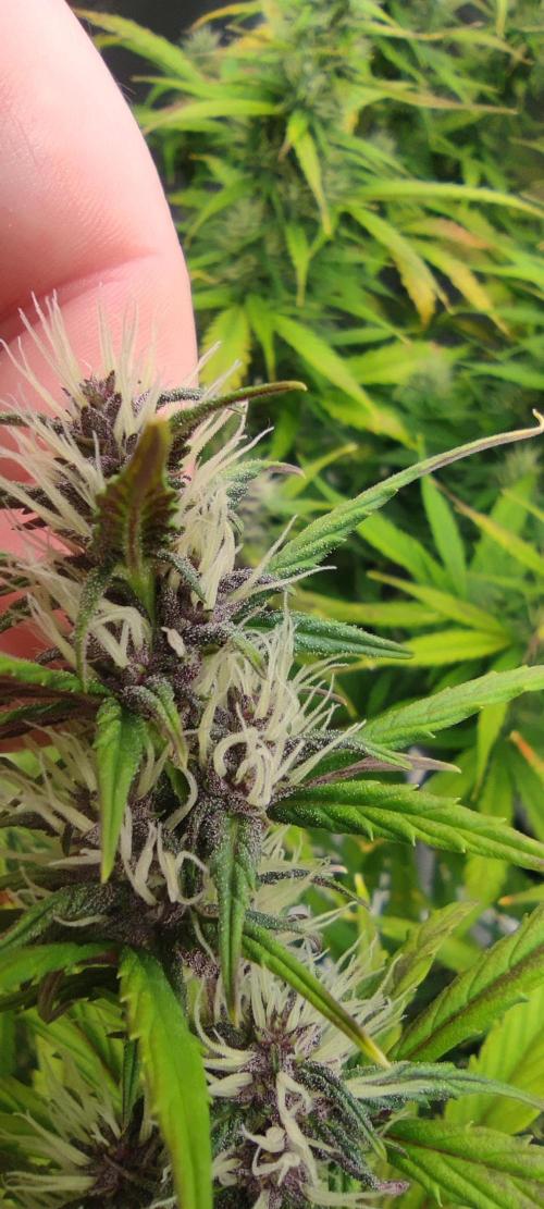 Lemon cherry Cookies Auto. Week 5