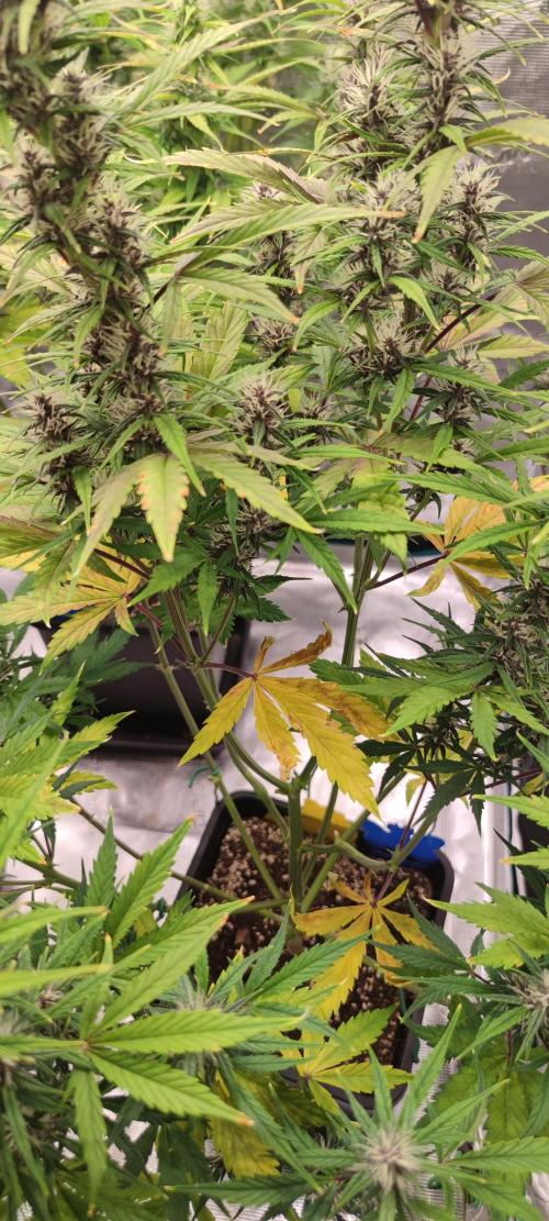 Lemon cherry Cookies Auto. Week 5