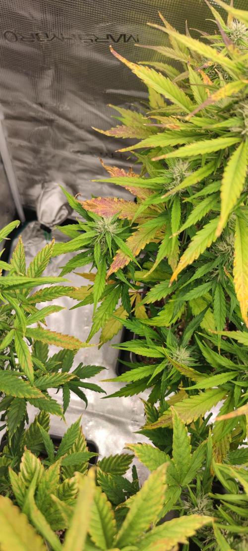 Lemon cherry Cookies Auto. Week 5