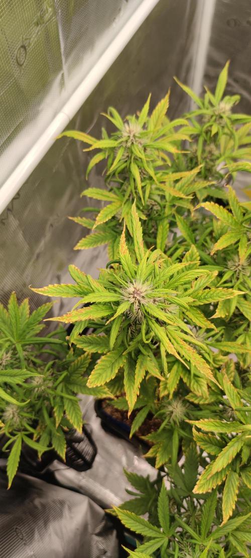 Lemon cherry Cookies Auto. Week 5