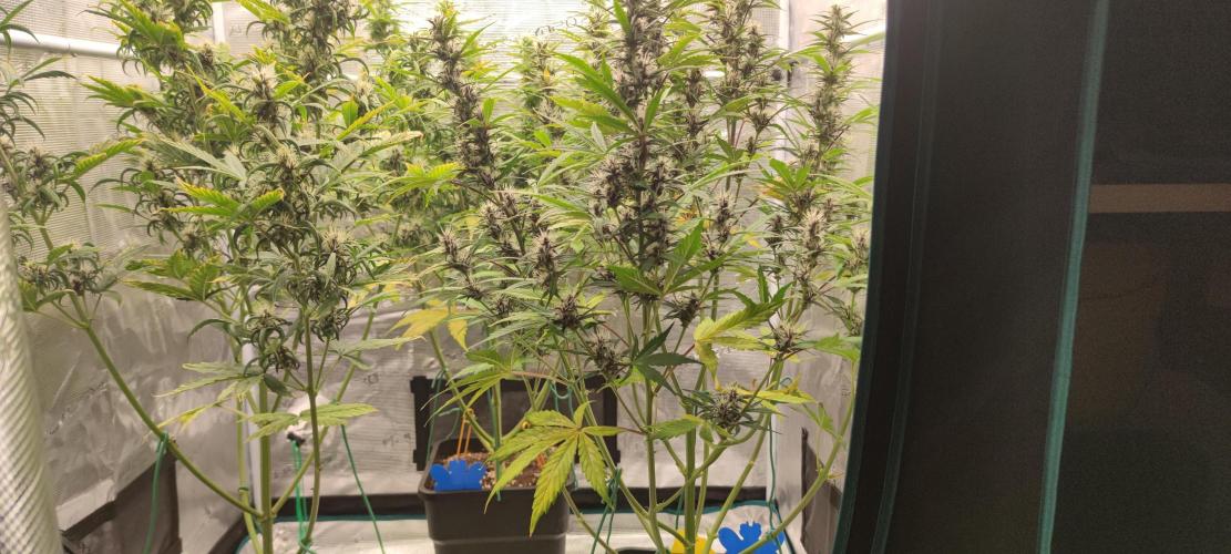 Lemon cherry Cookies Auto. Week 5