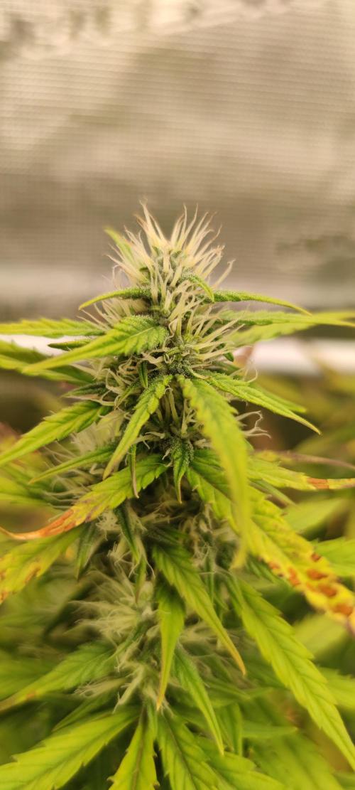 Lemon cherry Cookies Auto. Week 5