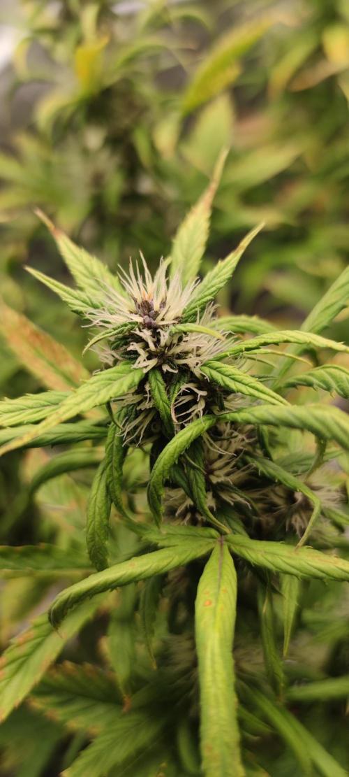 Lemon cherry Cookies Auto. Week 5