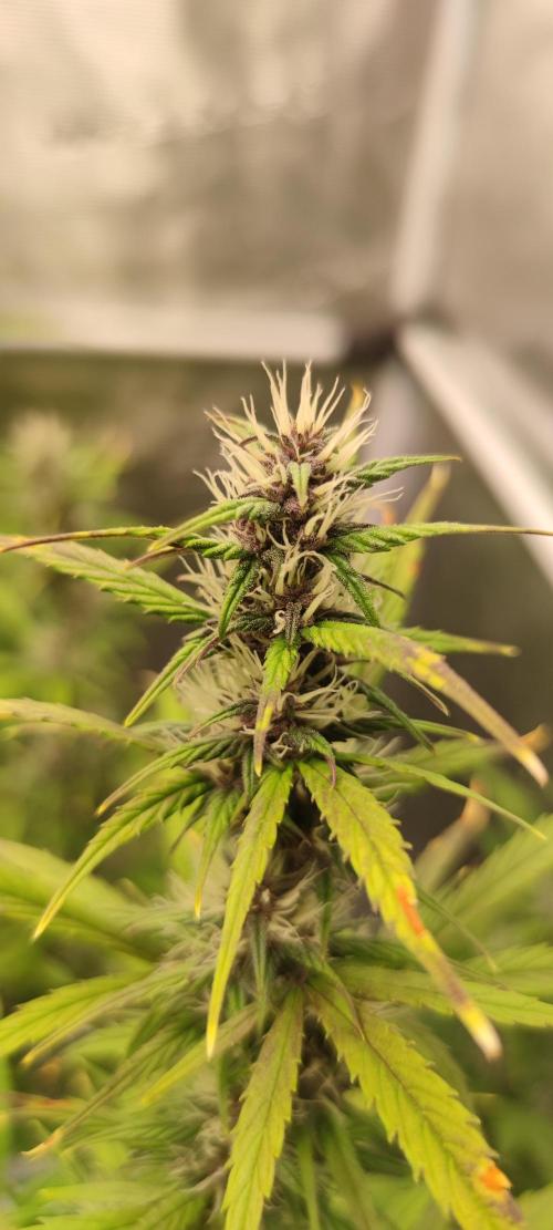 Lemon cherry Cookies Auto. Week 5