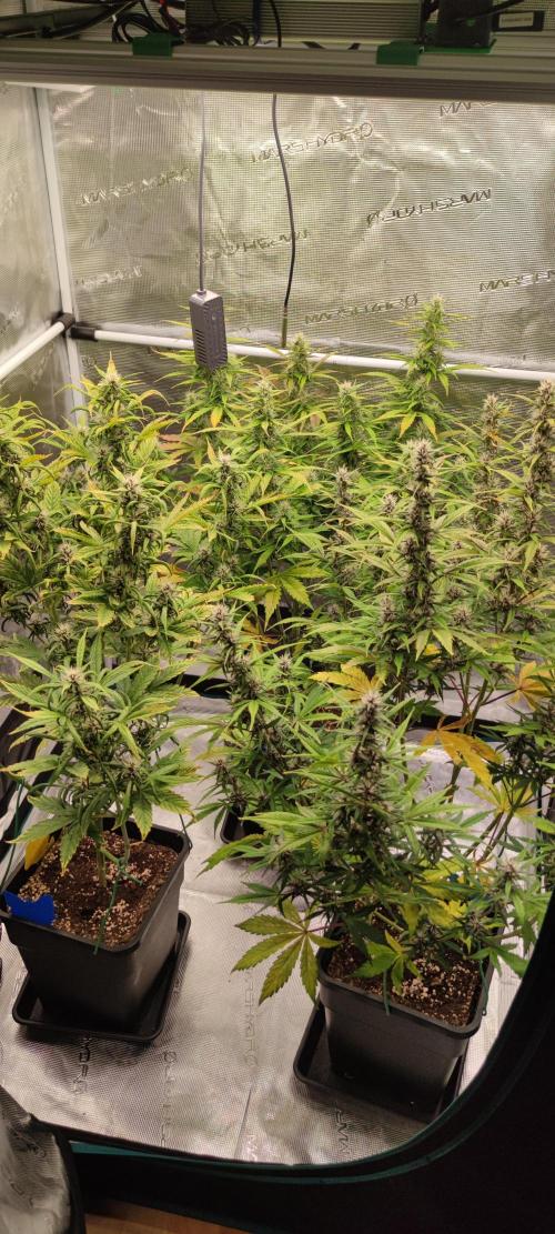 Lemon cherry Cookies Auto. Week 5