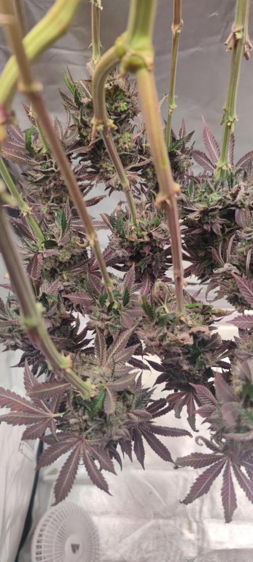 Penut Butter Cookies Photo Testgrow. Week 10