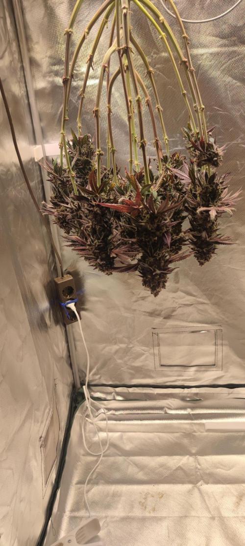 Penut Butter Cookies Photo Testgrow. Week 10