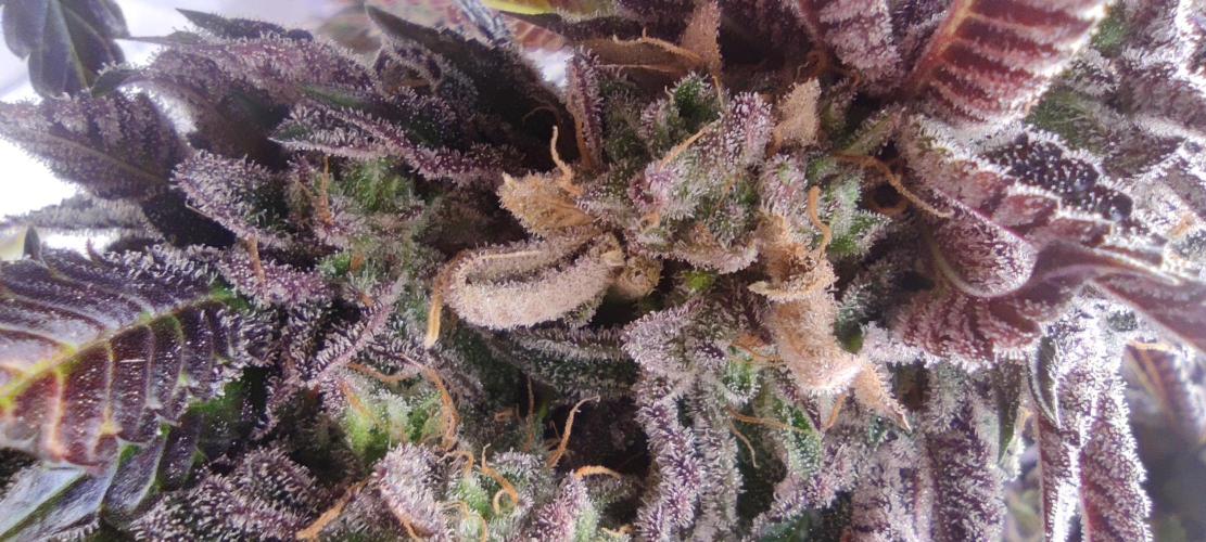 Penut Butter Cookies Photo Testgrow. Week 10