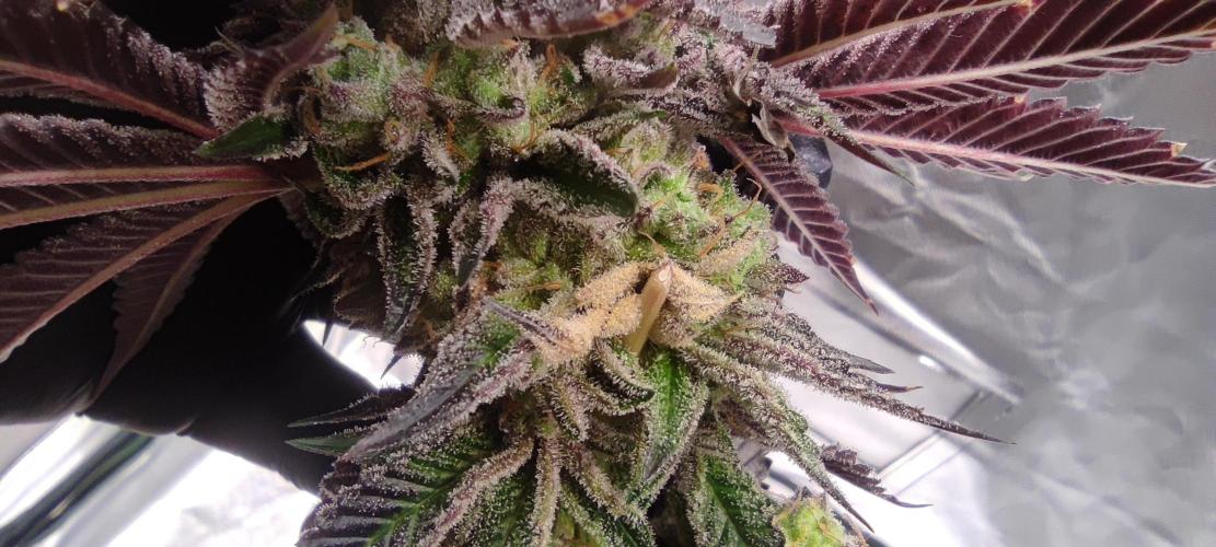 Penut Butter Cookies Photo Testgrow. Week 10