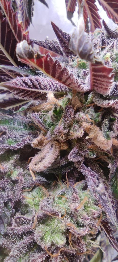 Penut Butter Cookies Photo Testgrow. Week 10