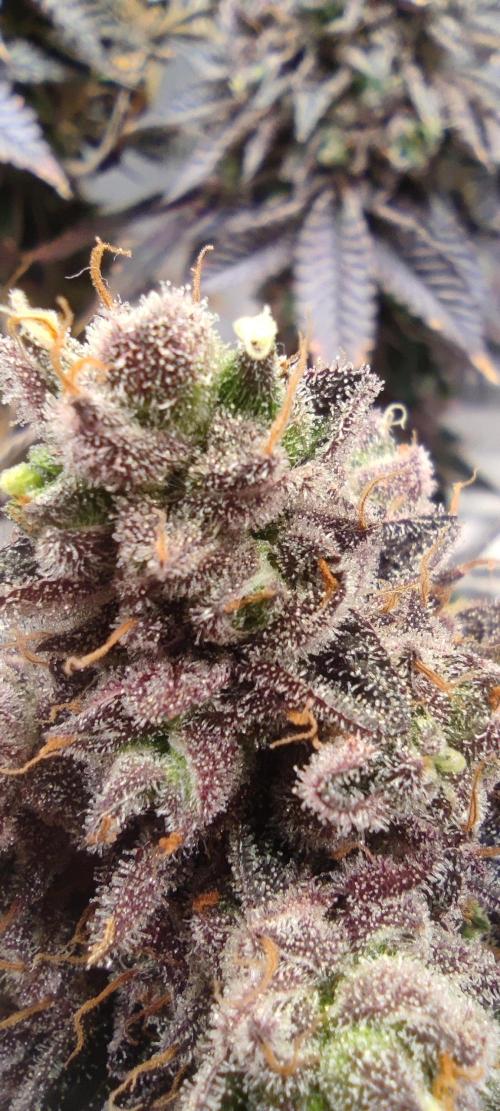 Penut Butter Cookies Photo Testgrow. Week 10