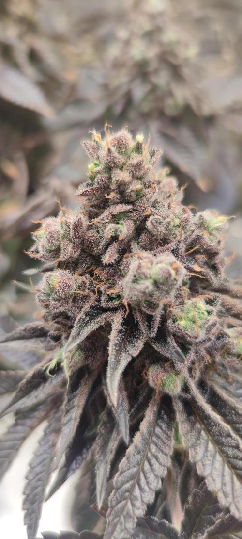 Penut Butter Cookies Photo Testgrow. Week 10