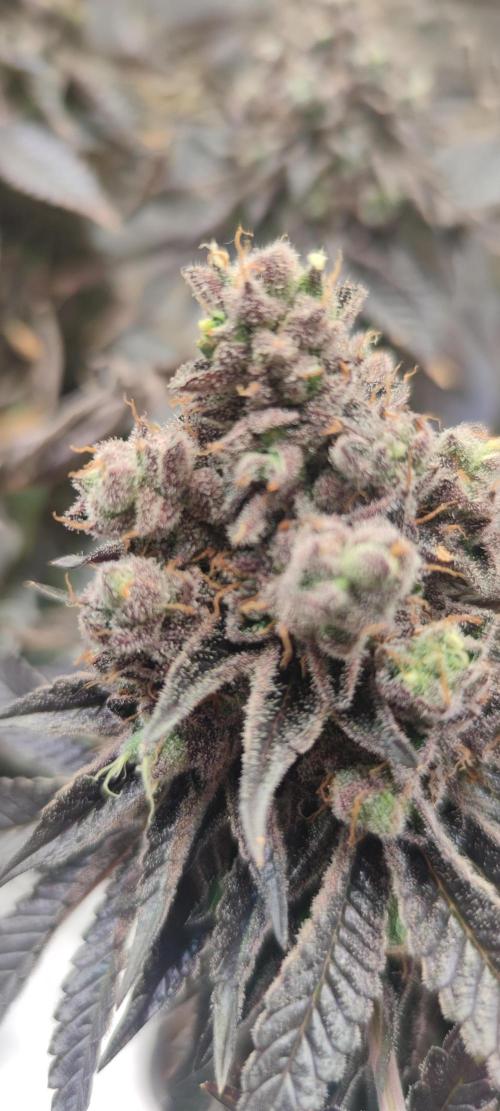 Penut Butter Cookies Photo Testgrow. Week 10