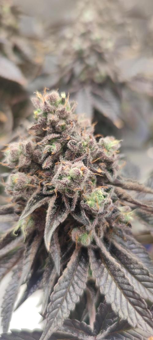 Penut Butter Cookies Photo Testgrow. Week 10