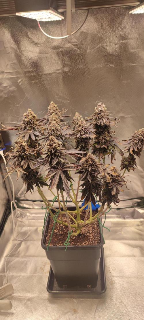 Penut Butter Cookies Photo Testgrow. Week 10