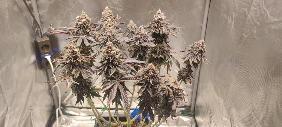 Penut Butter Cookies Photo Testgrow. Week 10