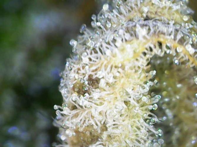 Penut Butter Cookies Photo Testgrow. Week 10