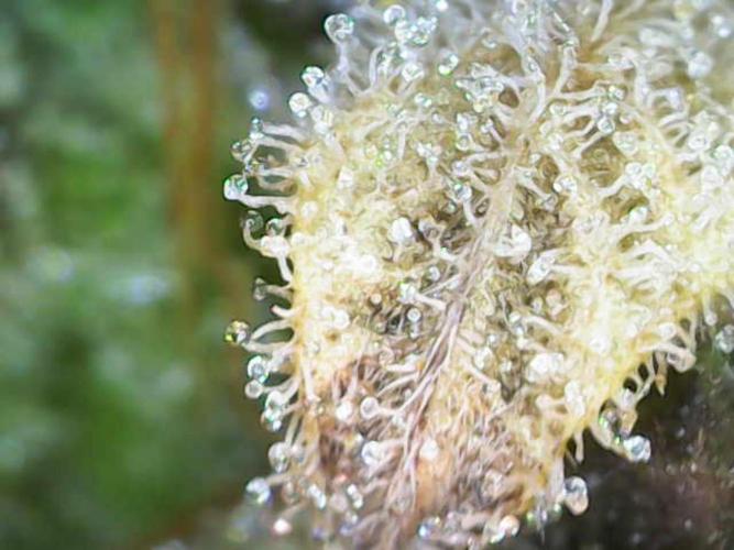 Penut Butter Cookies Photo Testgrow. Week 10