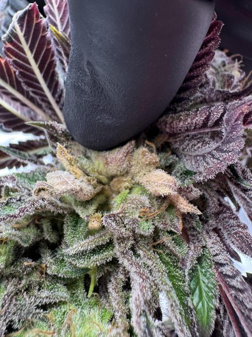 Penut Butter Cookies Photo Testgrow. Week 10