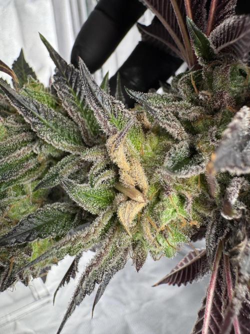 Penut Butter Cookies Photo Testgrow. Week 10