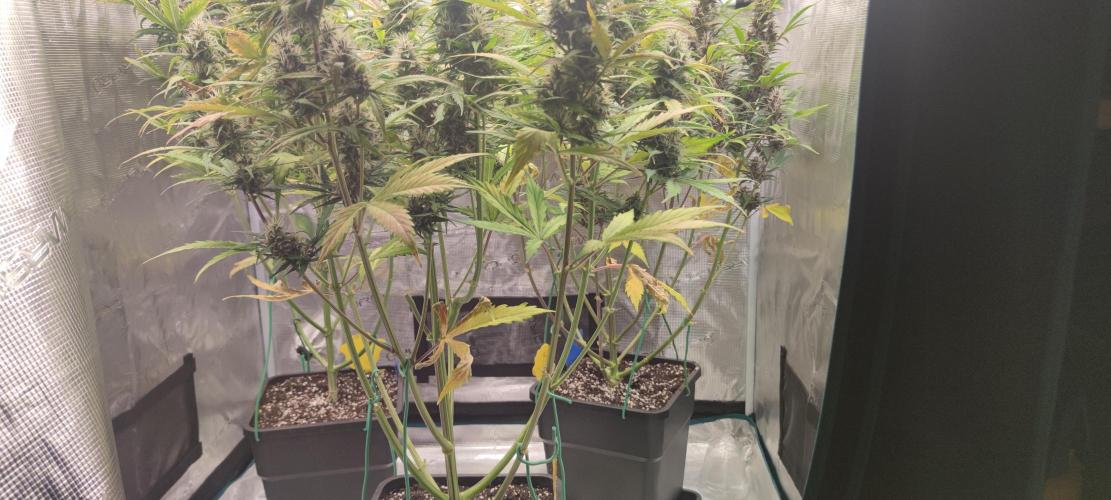 Lemon cherry Cookies Auto. Week 6