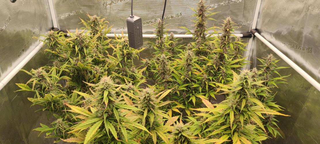 Lemon cherry Cookies Auto. Week 6