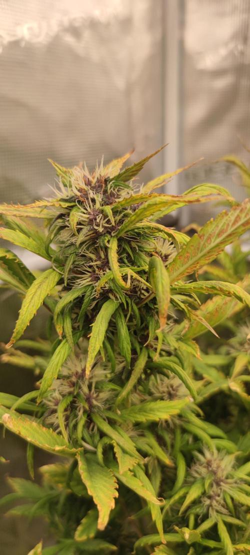 Lemon cherry Cookies Auto. Week 6