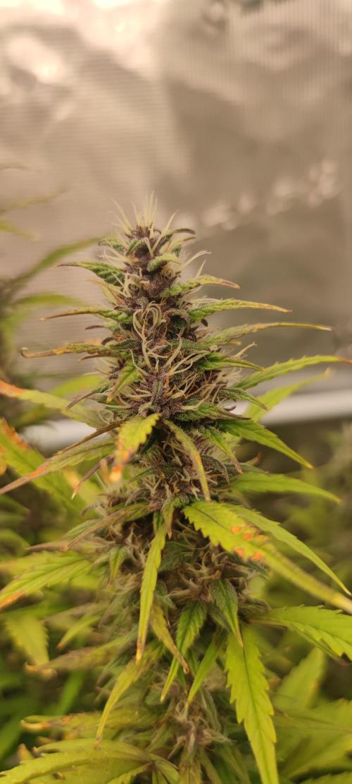 Lemon cherry Cookies Auto. Week 6