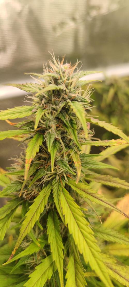 Lemon cherry Cookies Auto. Week 6