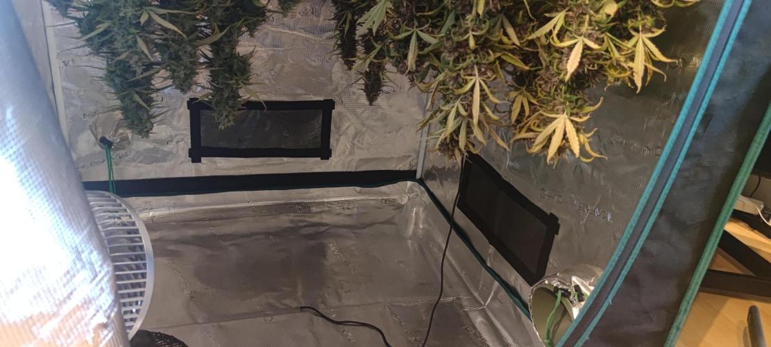 Lemon cherry Cookies Auto. Week 7