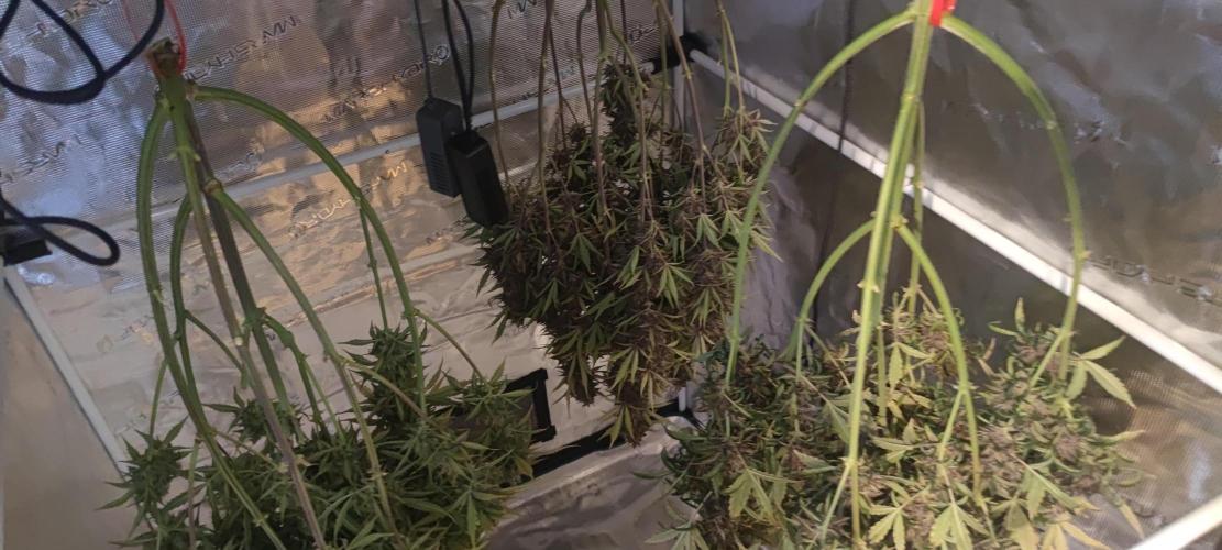 Lemon cherry Cookies Auto. Week 7