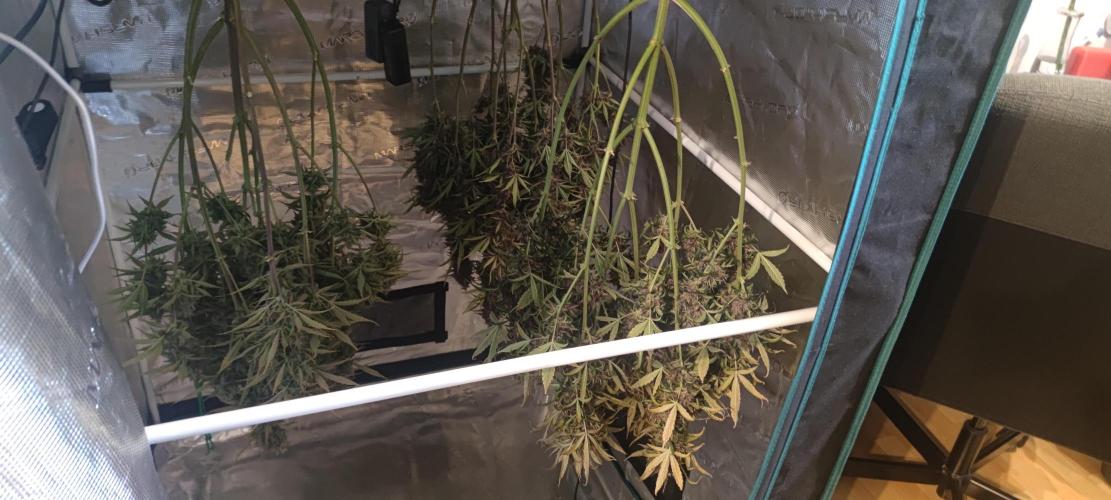 Lemon cherry Cookies Auto. Week 7