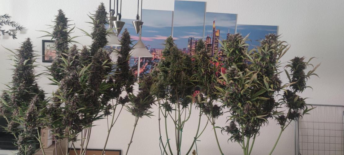 Lemon cherry Cookies Auto. Week 7